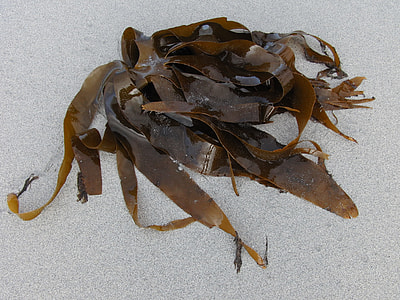 brown seaweeds on beach sand thumbnail