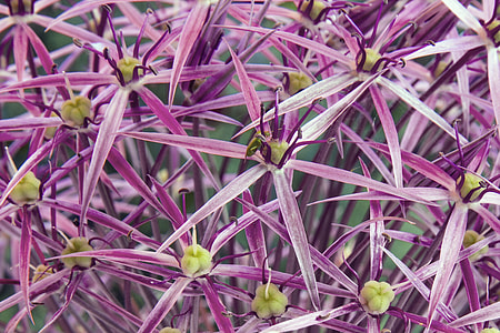 Starlight-Lauch, Allium Cristophii thumbnail