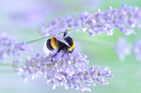 shallow focus photography of bee thumbnail