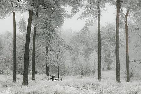 brown bench seat inside the forest thumbnail