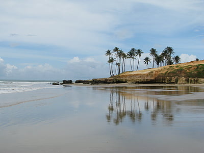 coconut tree near body of water thumbnail