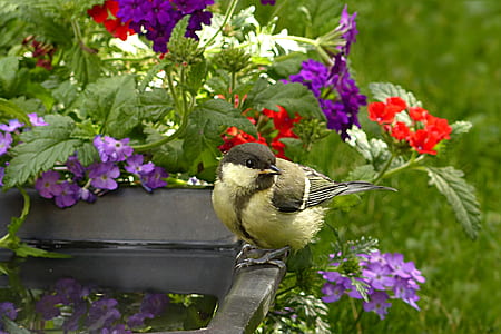 brown bird perched beside red and purple verbena flowers thumbnail