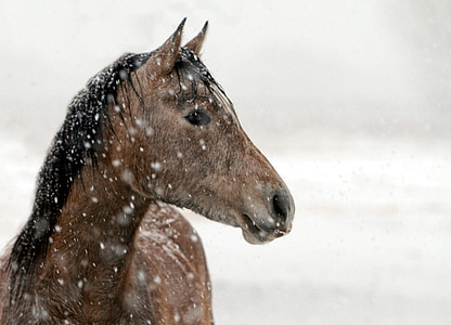 snow falling on brown horse head thumbnail