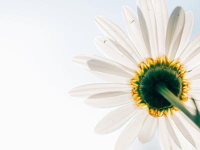 white petaled flower in bloom thumbnail