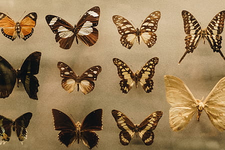Photo of Assorted Butterflies thumbnail