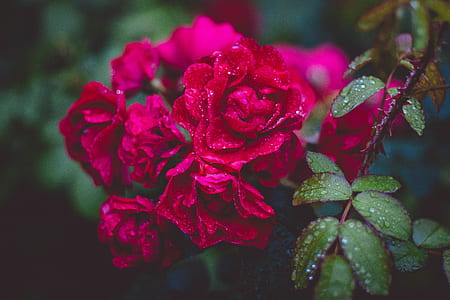 Photography of Red Roses thumbnail