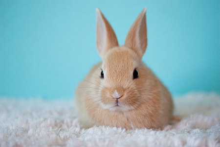 brown rabbit on white rug thumbnail