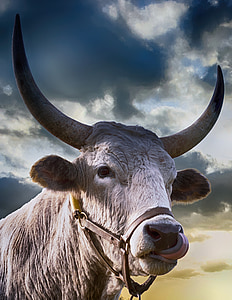 brown cattle liking nose digital wallpaper thumbnail
