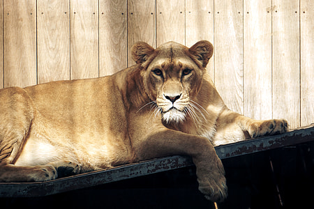 lioness reclining on table thumbnail