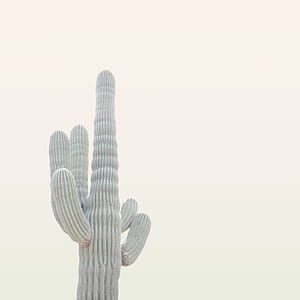 green cactus plant thumbnail