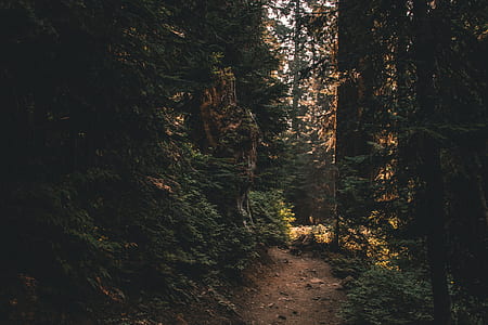 forest trail surrounded by trees thumbnail