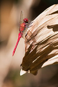 red dragonfly on brown leaf during daytime thumbnail