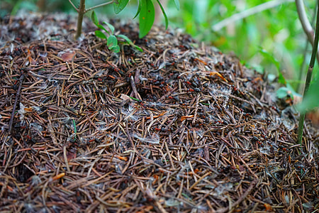 Forest Ant Hill, Wood Ants thumbnail