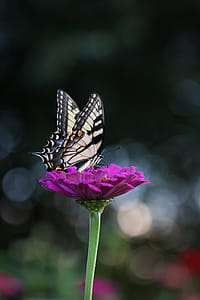 Close-up Photography of Butterfly thumbnail