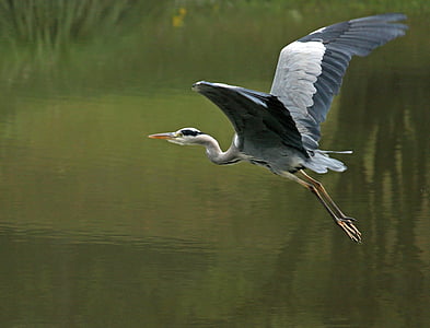 selective focus photography of flying grey heron thumbnail