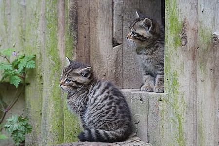 low light photography of silver tabby kittens thumbnail