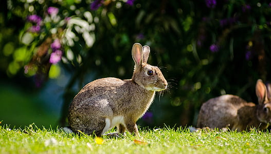 shallow focus photography of grey rabbits during daytime thumbnail