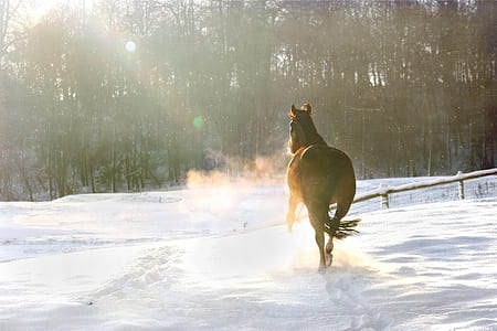 brown horse running on snowy ground thumbnail