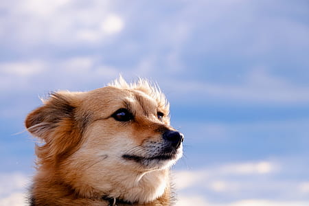 selective focus photography of brown dog at daytime thumbnail