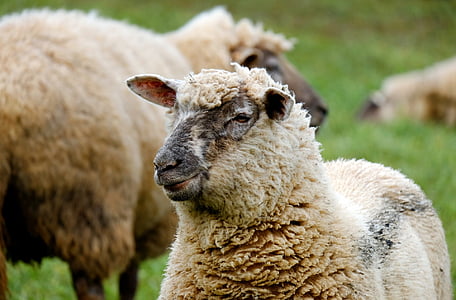 shallow photography of brown sheep thumbnail