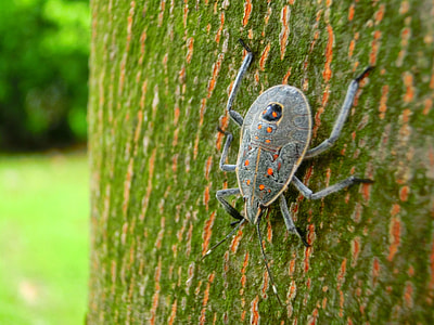 close up photo of grey long horn beetle thumbnail
