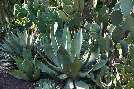 cactus plants at daytime photo thumbnail