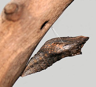 Black Swallowtail Cacoon - Papilio polyxenes thumbnail