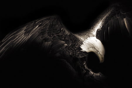 bald eagle digital art in black background thumbnail