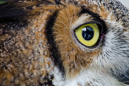 bird, animal, owl, eye thumbnail