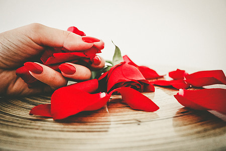 person holding red rose petaled thumbnail