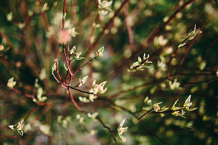 Closeup view of nature thumbnail