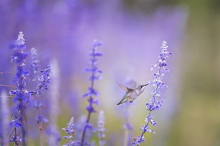 selective focus photography of hummingbird in-front of purple petaled flowers thumbnail