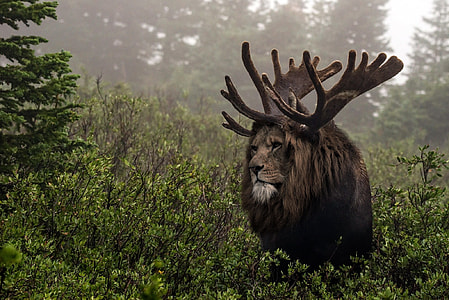 lion with moose antlers in the forest thumbnail