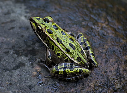 Green and Black Frog Photography thumbnail