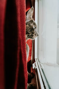 short-fur brown cat standing in front of glass window with red curtain inside the room thumbnail
