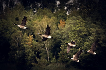 closeup photo of five black and white pigeons flying over green trees thumbnail