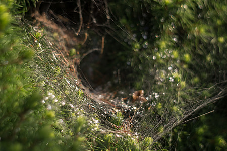 Spider'S Web, The Spider'S Nest thumbnail