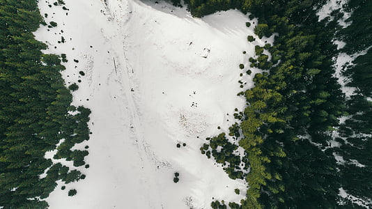 forest aerial photography thumbnail