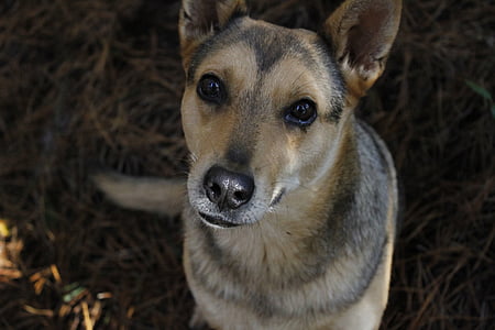 short-coated brown and gray dog looking upwards on outdoors thumbnail