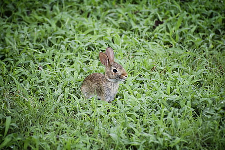 brown rabbit on green grass thumbnail