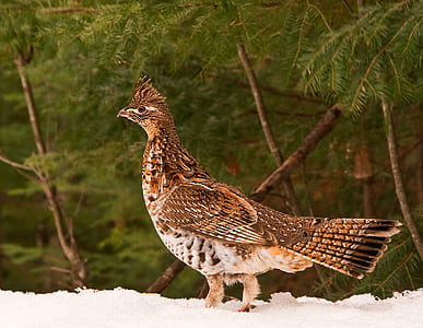 bird standing on snow beside trees thumbnail