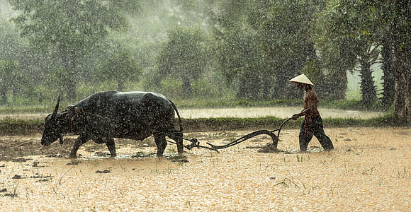 man holding plow pulled by water buffalo during daytime thumbnail