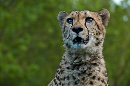 close-up photography cheetah animal thumbnail