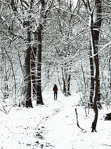 photo of person standing in midst of bare trees covered with snow thumbnail