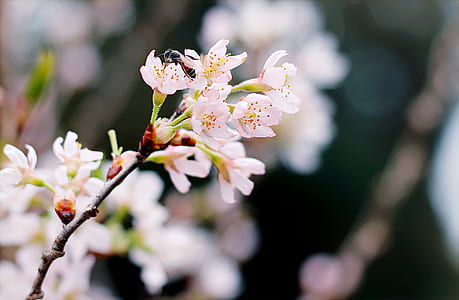 Selective Focus Photography of White Cherry Blossoms thumbnail