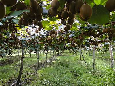 photo of sapodilla orchards thumbnail