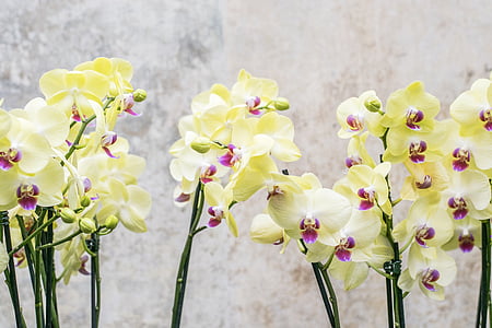 yellow and white moth orchid thumbnail