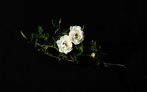 two white flowers with green leaves thumbnail