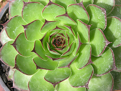 close-up photo of echeveria succulent plant thumbnail