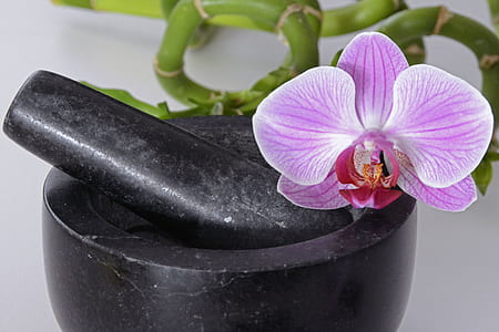 purple and white petaled flower on black mortar and pestle thumbnail